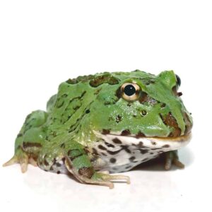 Super Blue Pacman Frog For Sale