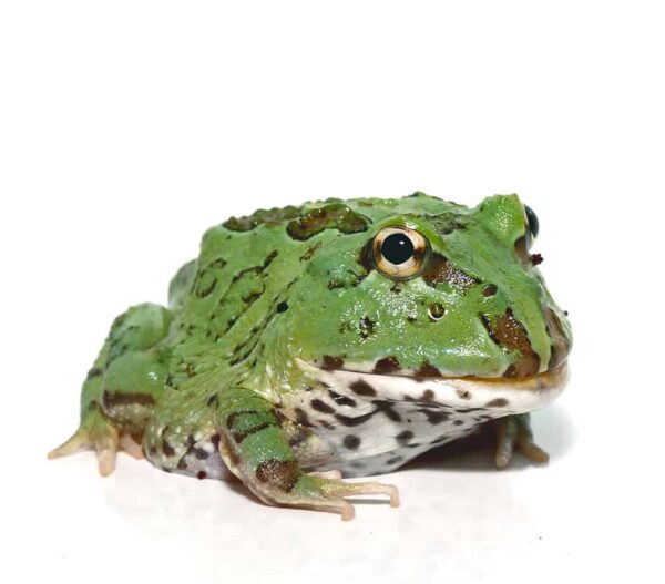 Super Blue Pacman Frog For Sale