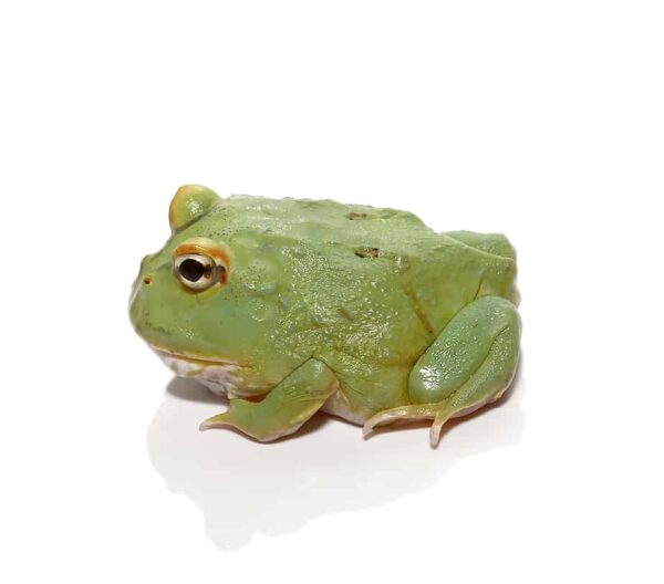 Super Matcha Pacman Frog For Sale