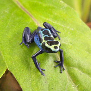 Yellow Sipaliwini Tinctorius Dart Frog For Sale